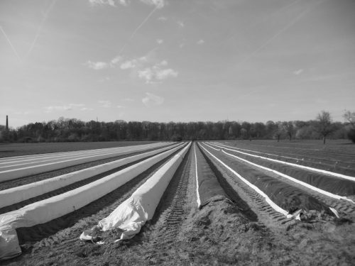 Schunk WSJ1957 L Spargelfeld 002