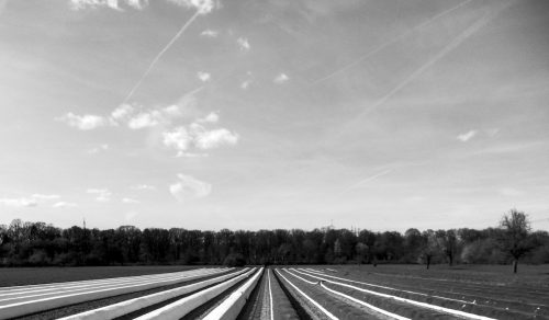 Schunk WSJ1957 L Spargelfeld 002 2